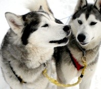 Dog Sledding Dog Sledding